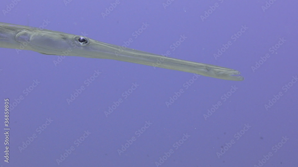 Head shot of a Smooth cornetfish Head shot of a Smooth cornetfish