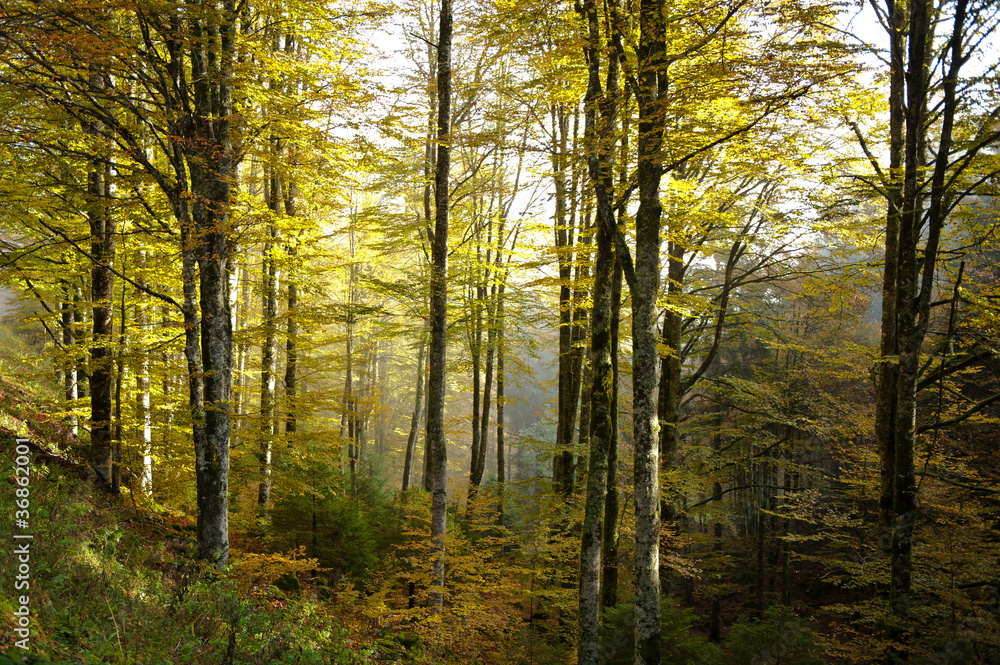 Obraz premium bosco del cansiglio 421