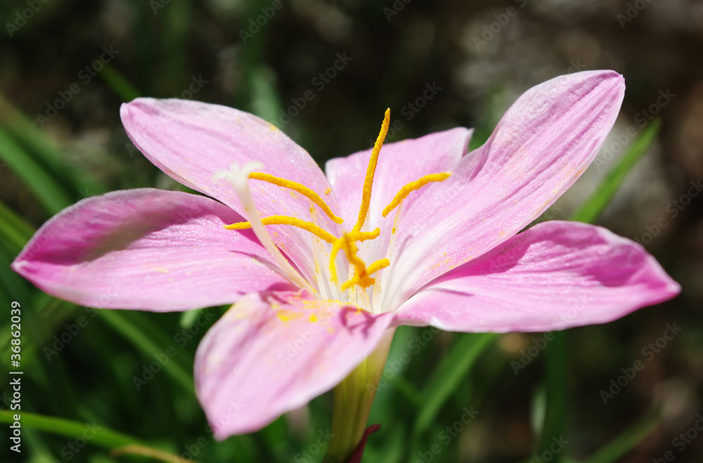 Gentle pink flower