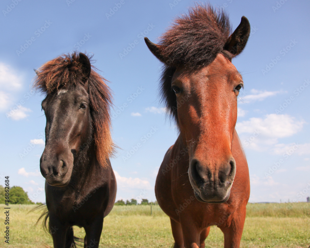 Obraz premium Zwei Islandpferde