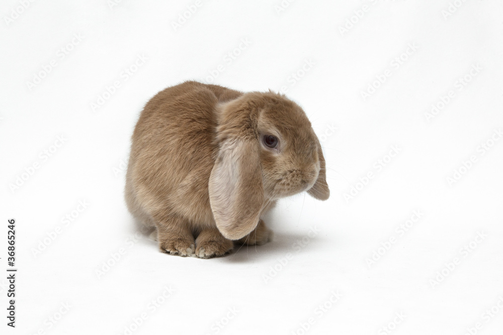 Bunny Bunny
