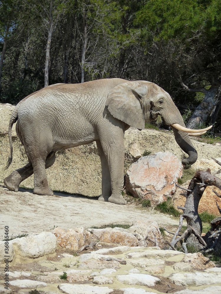 Fototapeta premium éléphant