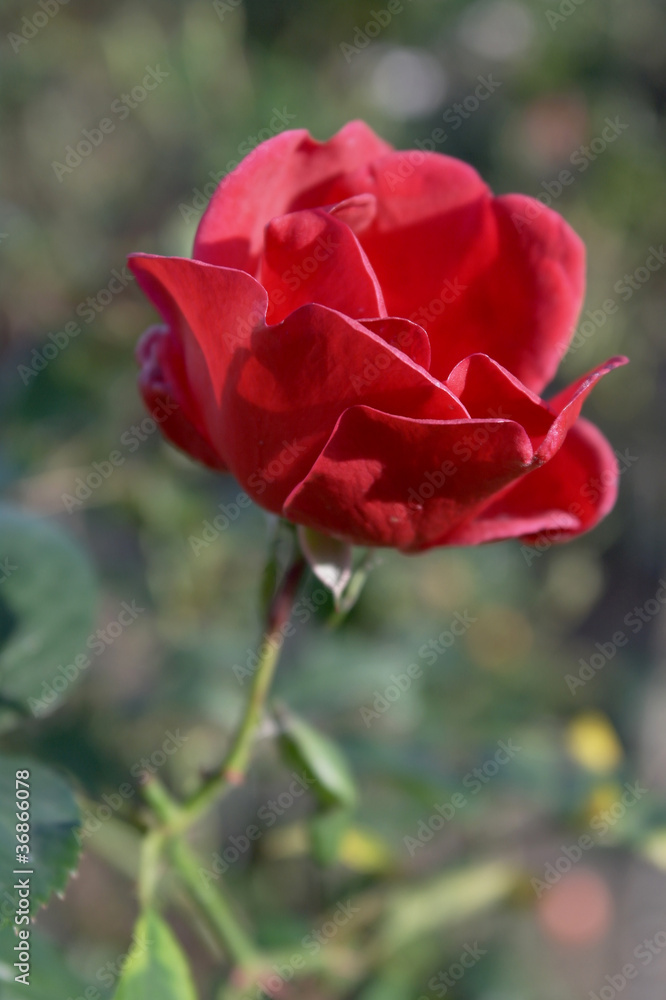 rose rouge