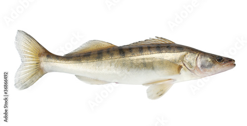 Fotografie Pike fish