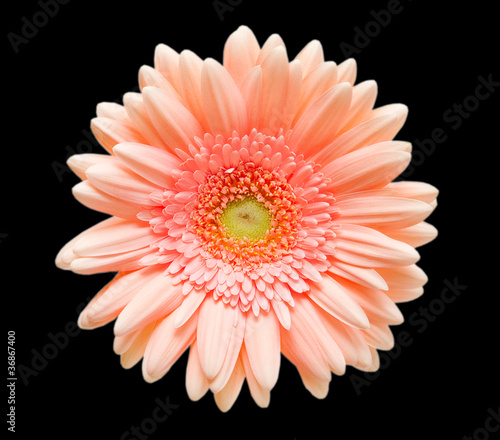 Gerber flower  isolated on black background © sergio37_120