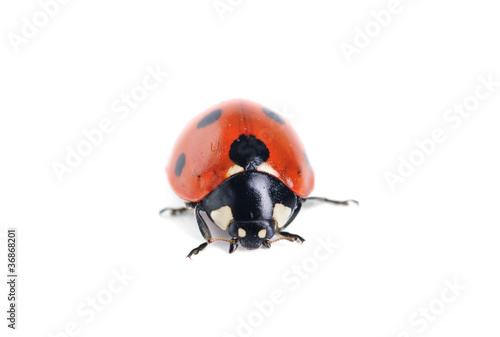 ladybug on white background © hsagencia