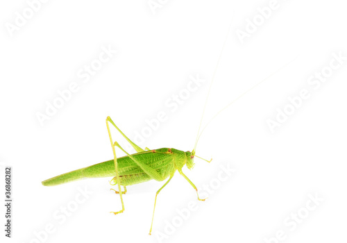 Green grasshopper isolated on white  background © hsagencia