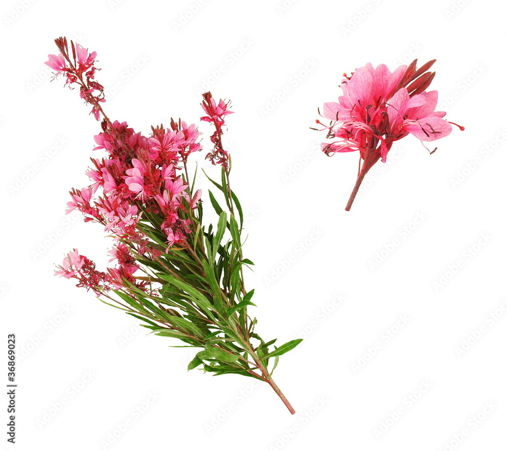 Fototapeta premium Rameau de laurier rose
