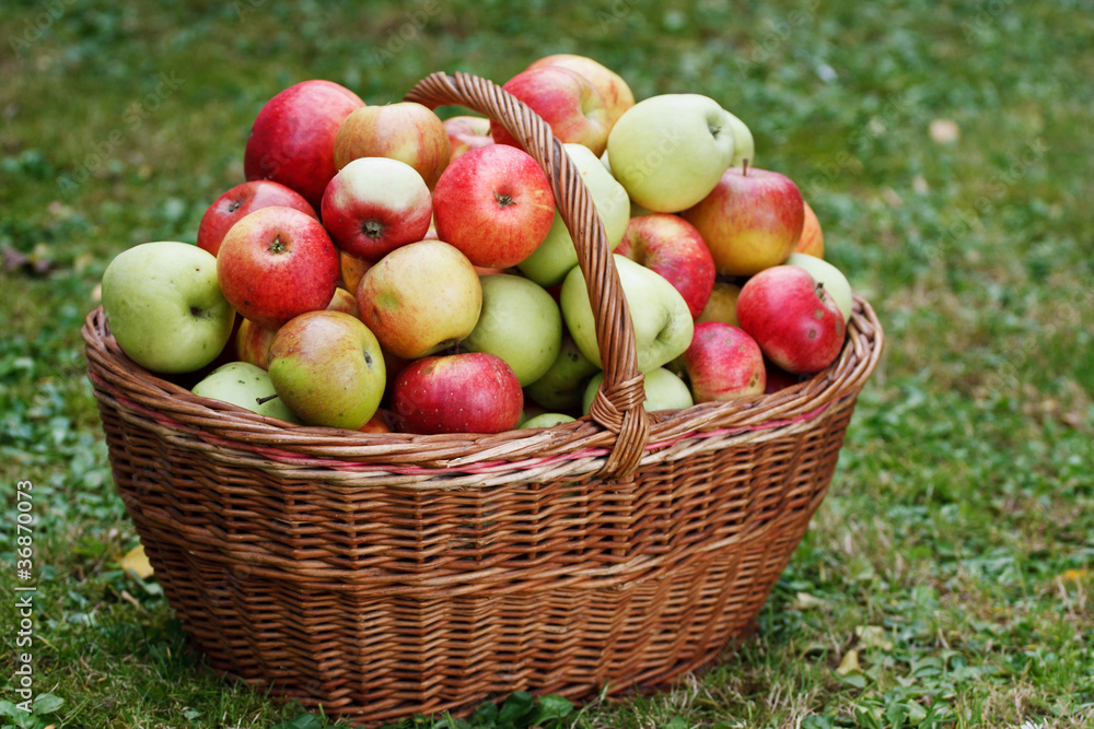 Apples in basket Apples in basket