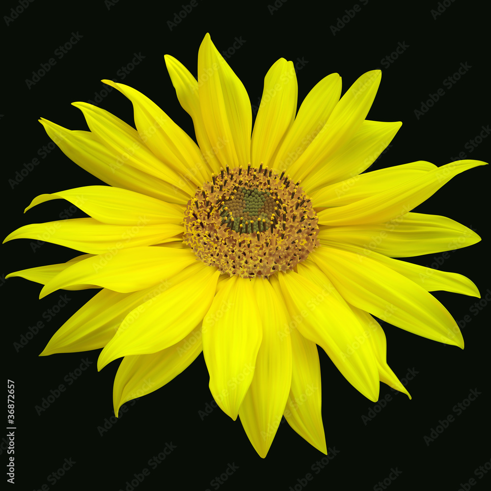 Fototapeta premium sunflowers on a black background