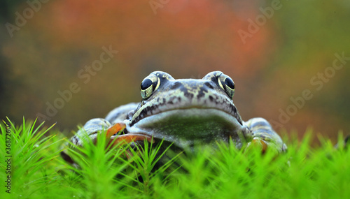 Common Frog Portrait