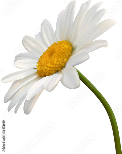 camomile flower isolated