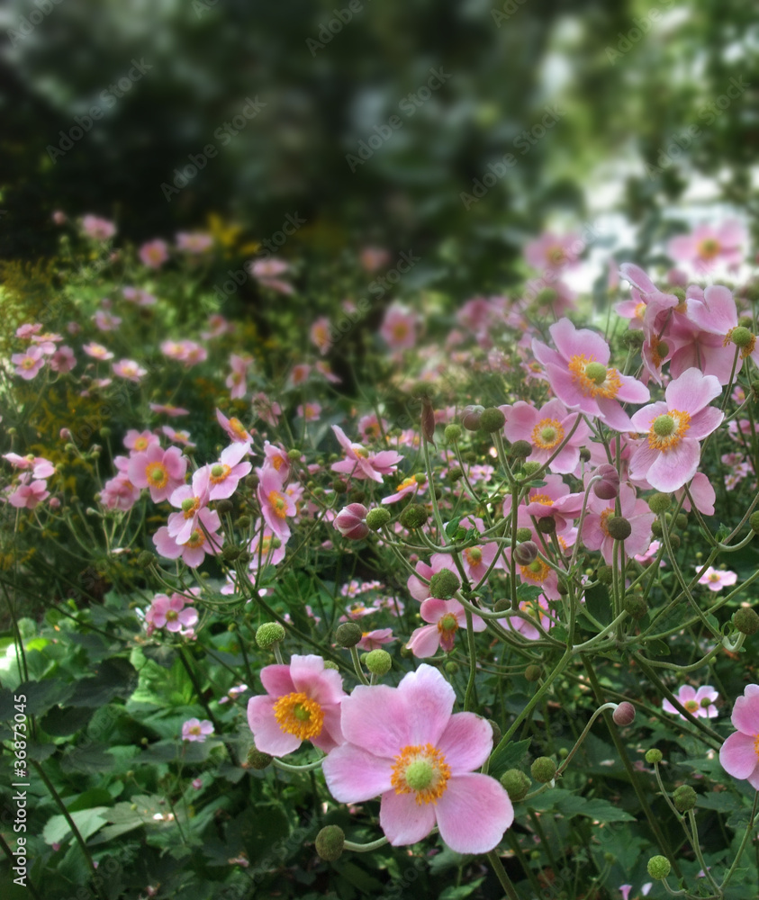 Fototapeta premium pastel flowers