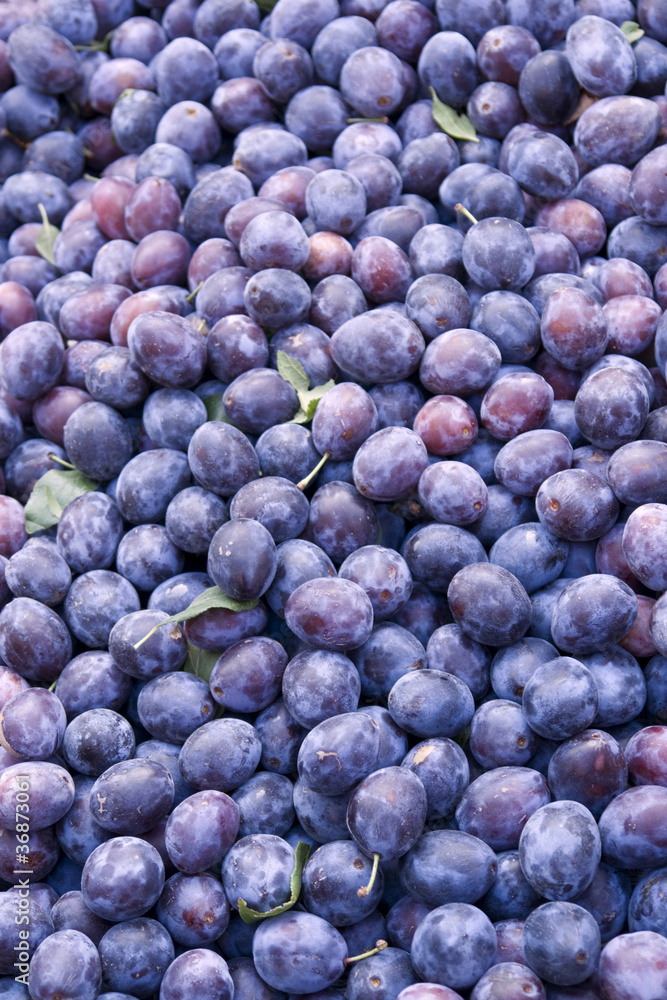 Fototapeta premium lots of plums