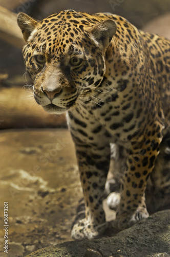 Jaguar