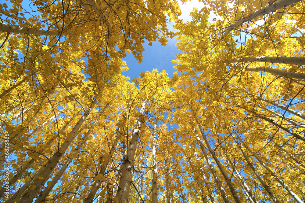 Upward view of Fall Aspen Trees Upward view of Fall Aspen Trees