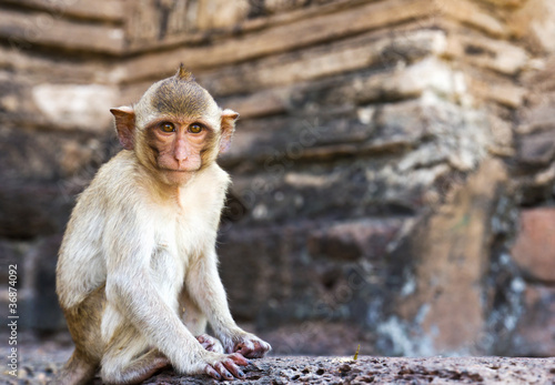 Portrait of young rhesus macaque monkey