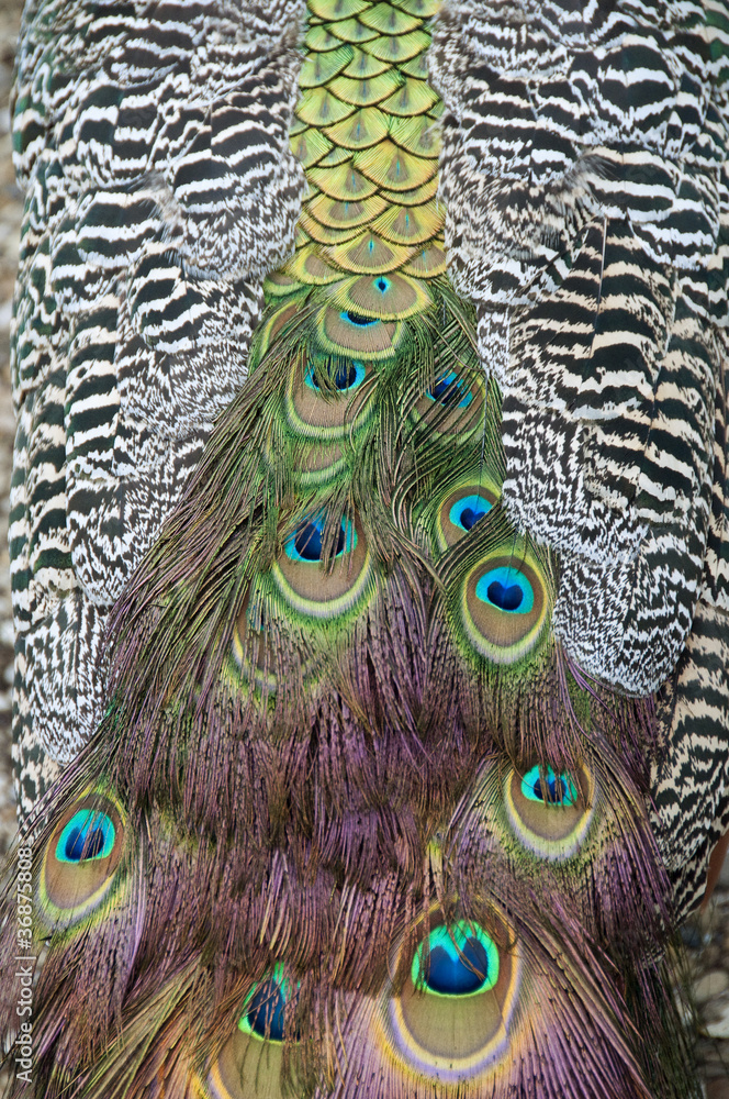 Fototapeta premium Feathers of a peacock