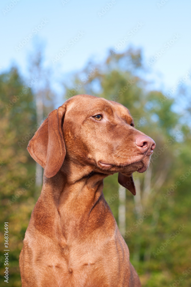 Vizsla Dog Portrait in Autumn