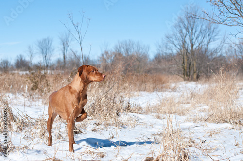 Wallpaper Mural Vizsla Dog Pointing in a snowy field Torontodigital.ca
