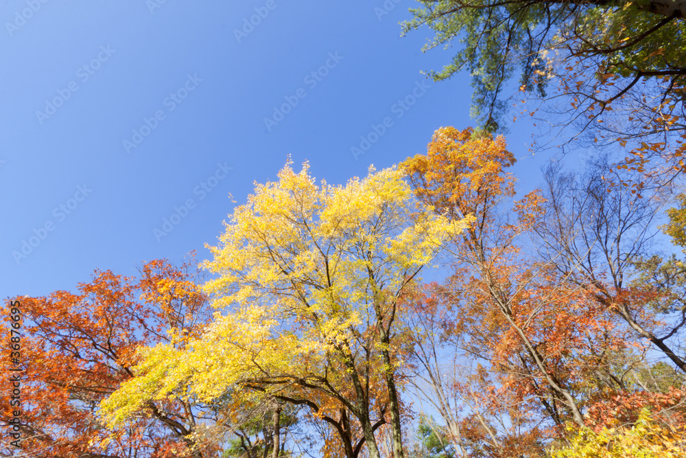 Fototapeta premium Fall Scenery.