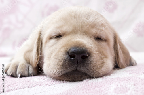 Close-up of little sleepy puppy