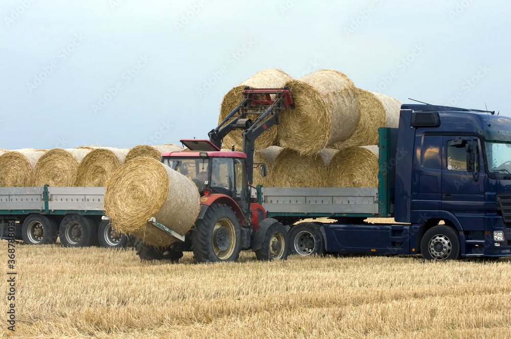 Obraz premium Loading hay