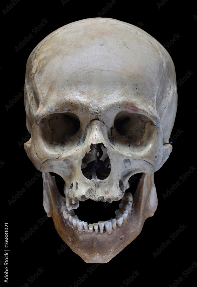 Obraz premium Human skull.