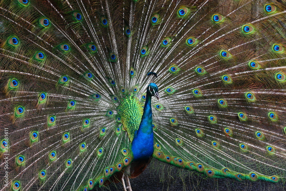 Obraz premium The Peacock