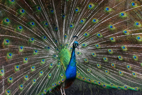 The Peacock