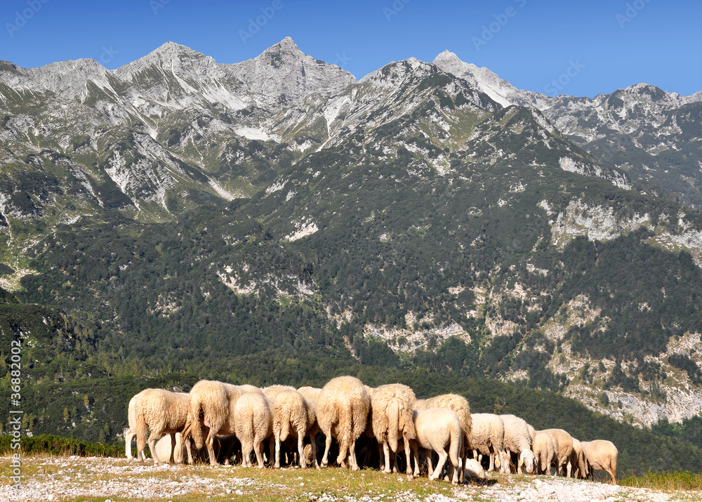 herd of sheep in the Julian Alps - Slovenia, Europe