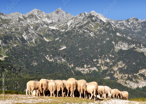 herd of sheep in the Julian Alps - Slovenia, Europe