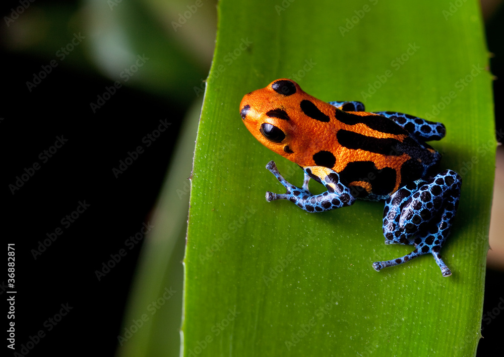 Fototapeta premium czerwone paski trucizna dart żaba niebieskie nogi