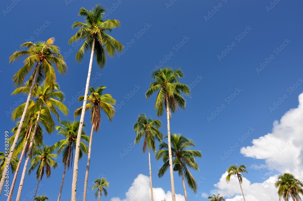 Fototapeta premium Coconut Trees against clear blue sky on Tropical beach Island