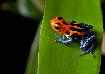 Wandcirkels Kikker Rood gestreepte pijlgifkikker met blauwe poten  © kikkerdirk