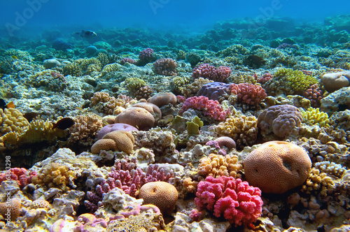 Coral reef, Red Sea, Egypt