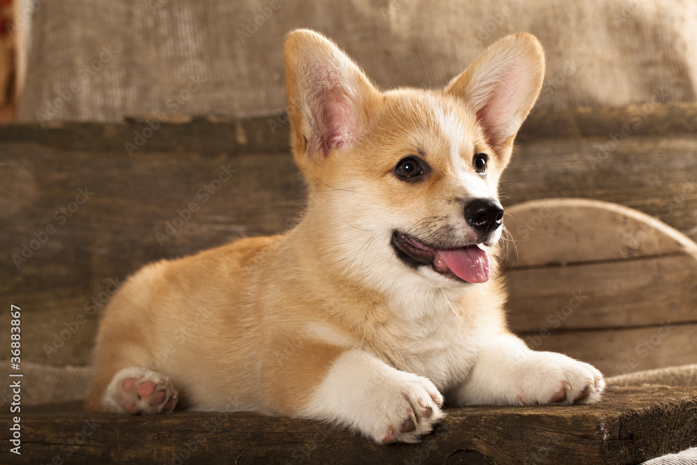 puppy Cardigan Welsh Corgi puppy Cardigan Welsh Corgi