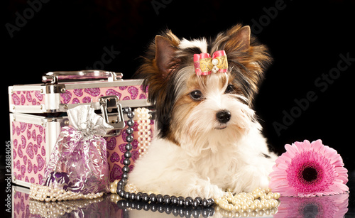 Fotografi Biewer terrier