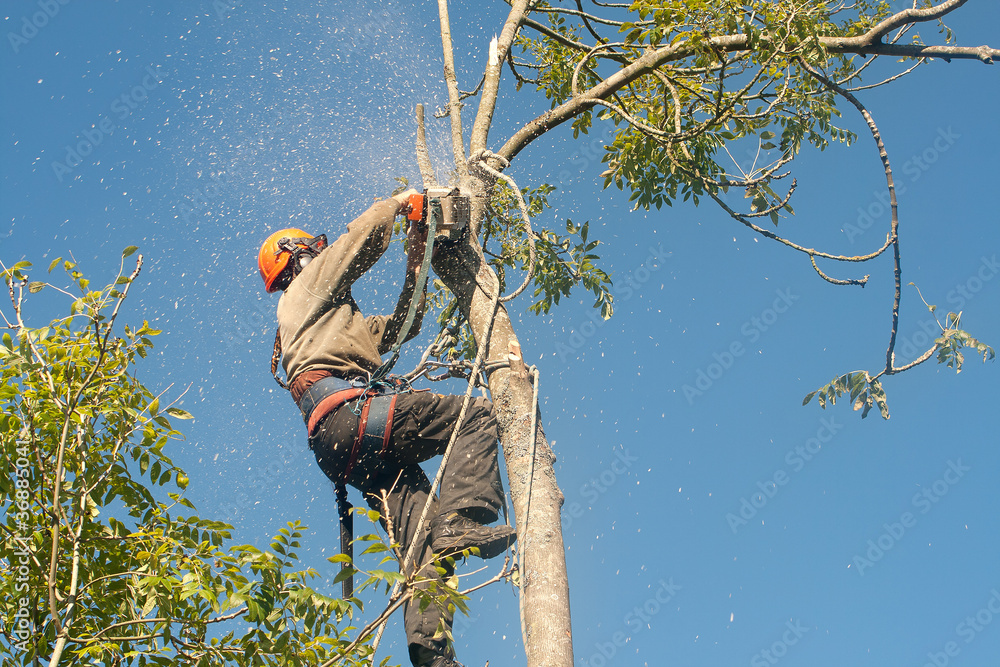Fototapeta premium Wood chips flying from chainsaw