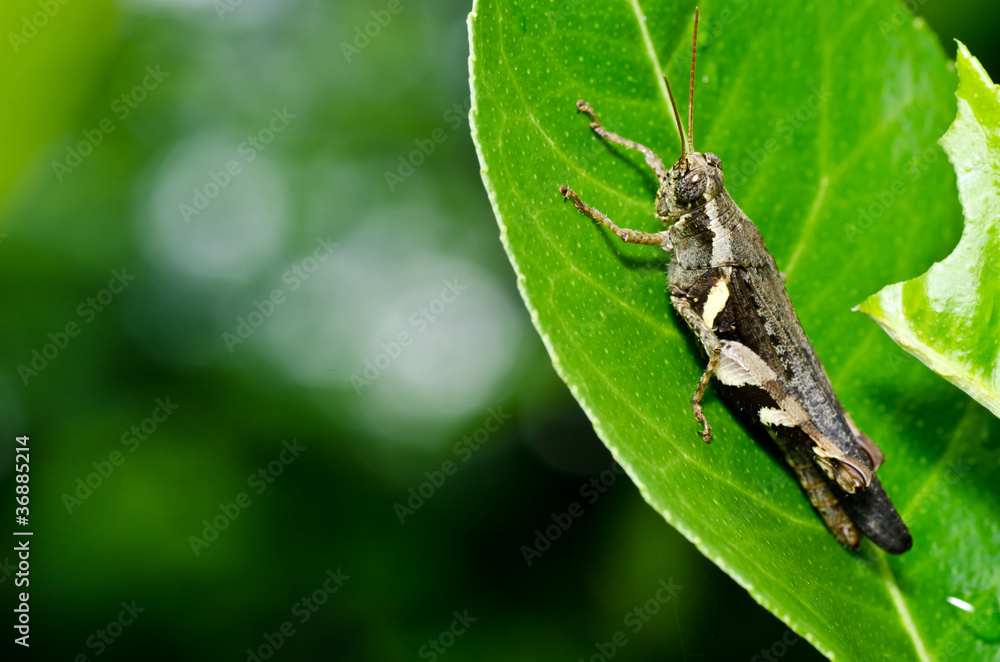 grasshopper in green nature