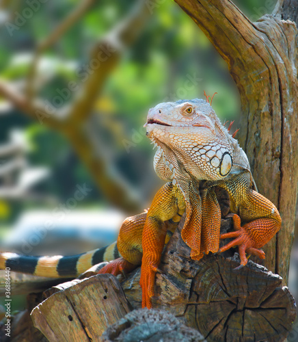 Iguana in the zoo