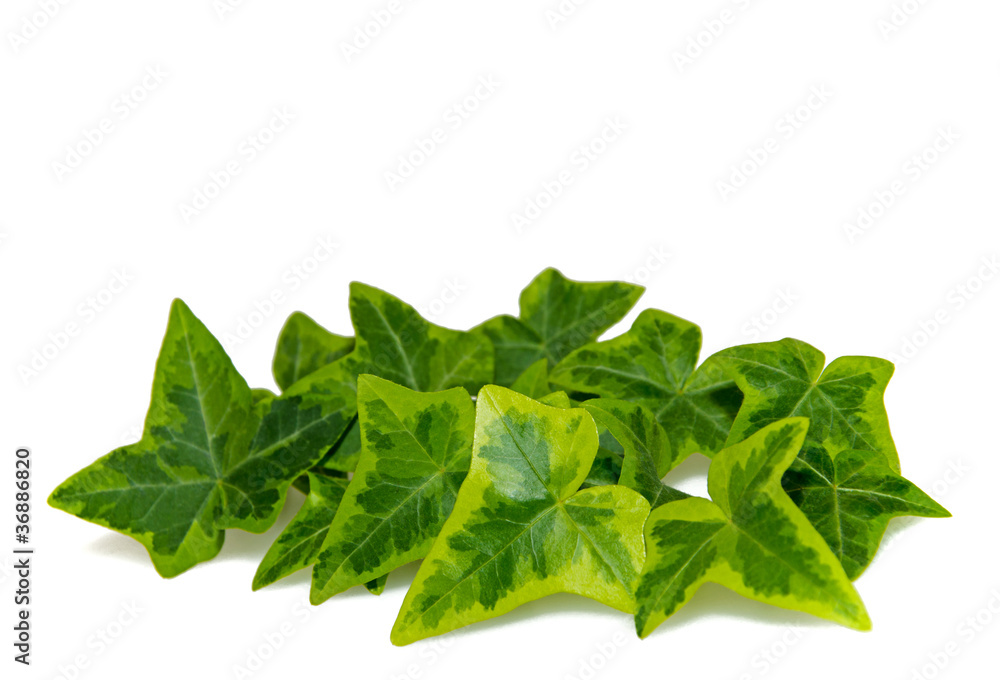 Efeu Efeu