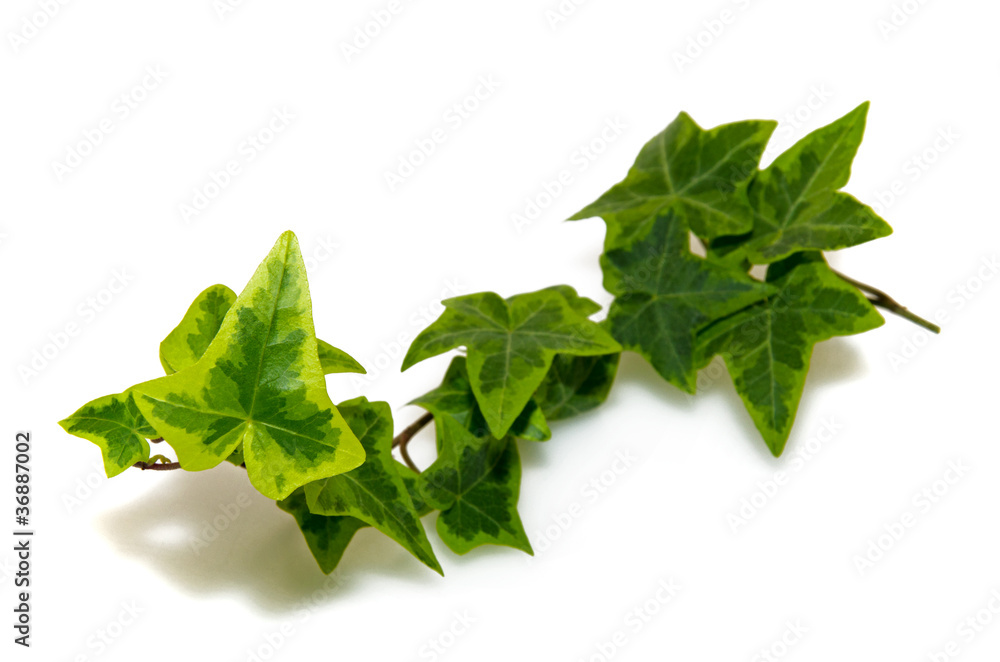 Efeu Efeu