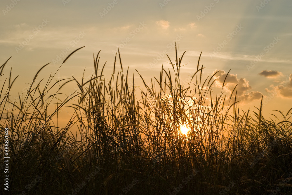 Romantic sunset with flora grass