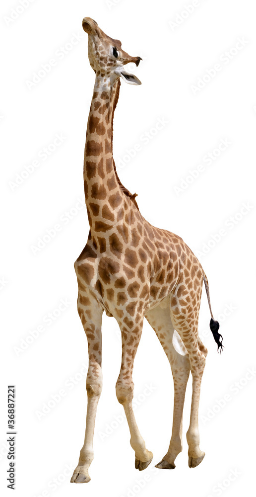 Naklejka premium Żyrafa na białym tle