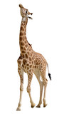 Isolated giraffe