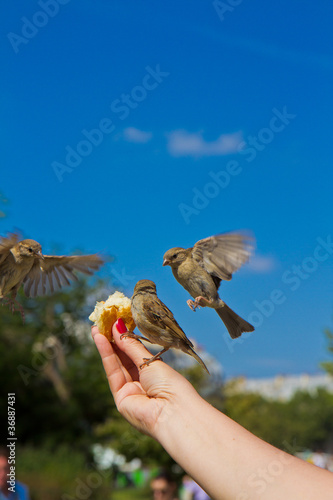 Sparrows eating from man's hands