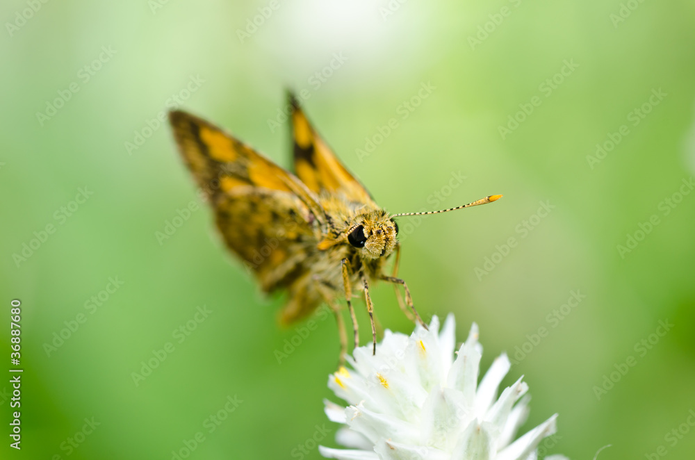 Fototapeta premium butterfly in green nature