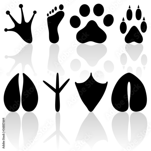 Vector human and animal footprints on a white background