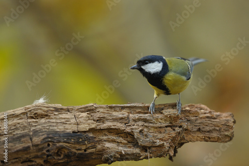 mésange charbonnière photo